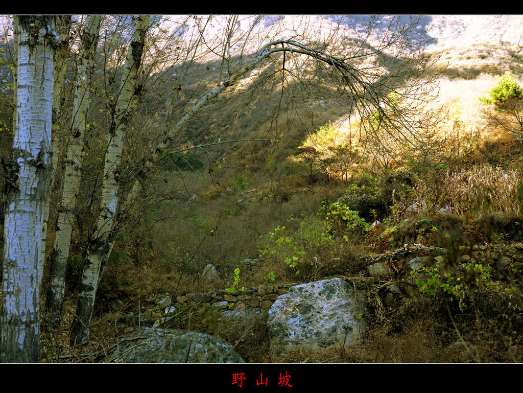 野山坡 摄影 碧朗