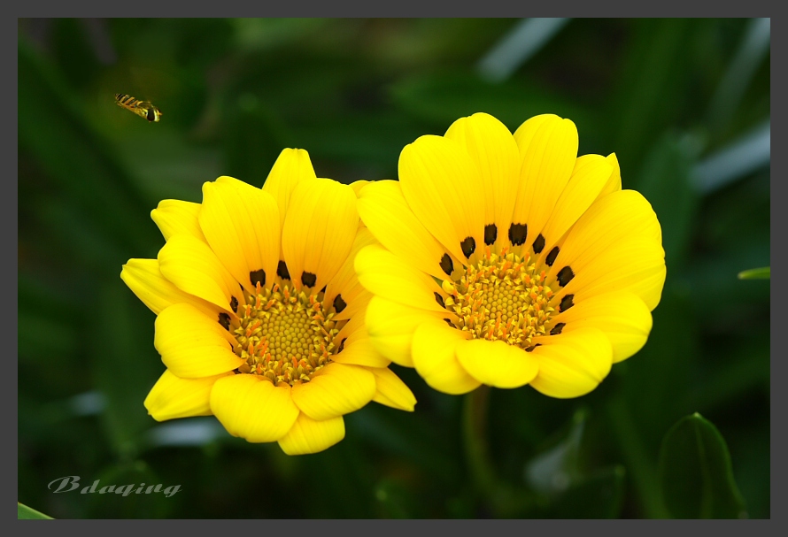 勋章菊 摄影 Bdaqing