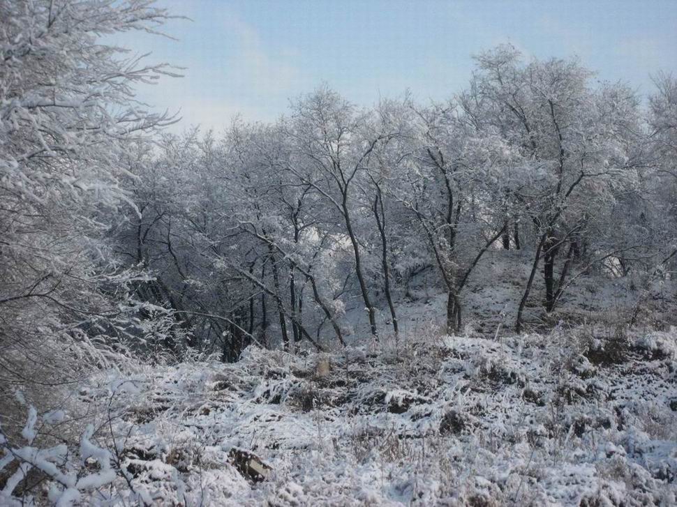 哈尔滨第一场雪 摄影 行云liveyou