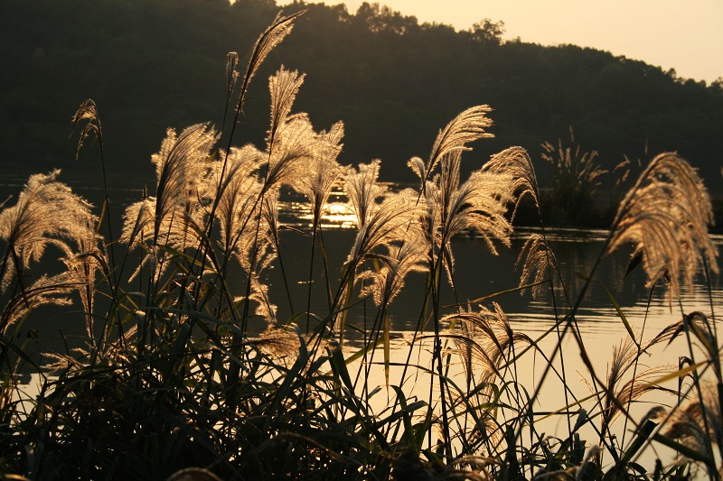 夕阳下的芦苇丛 摄影 轻轻杨柳