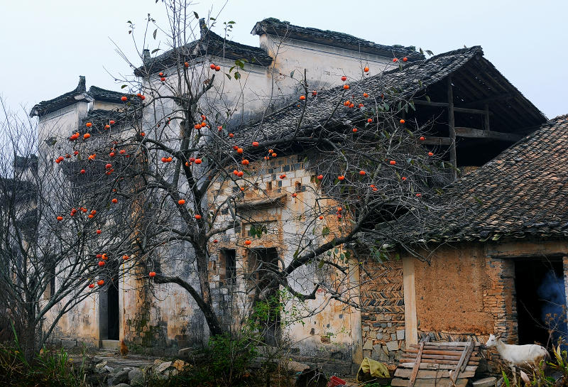 《柿红徽园》 摄影 Robbin