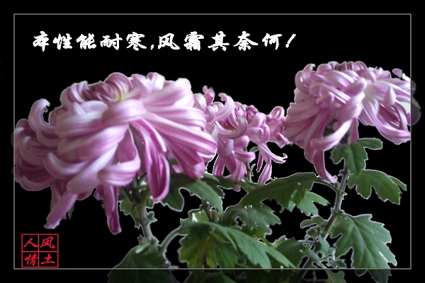 秋菊 摄影 风土人情