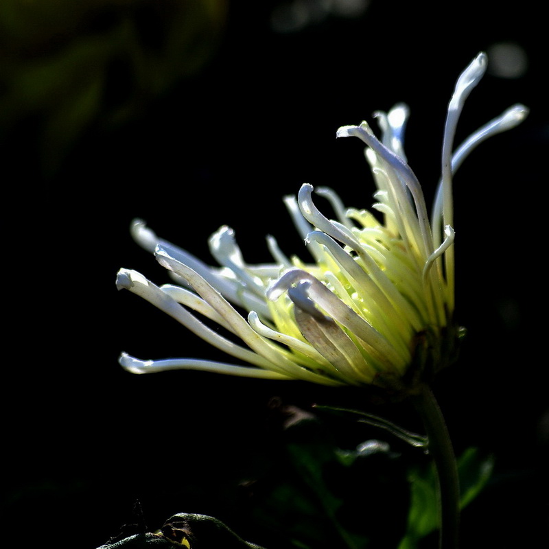 秋菊 摄影 冰之炫