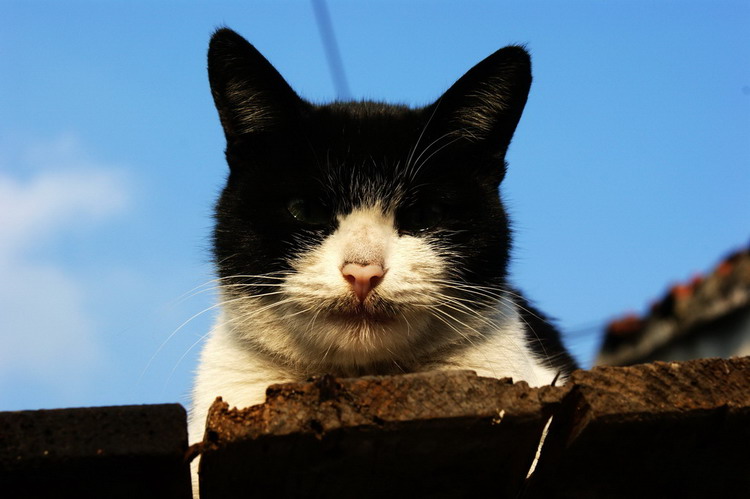 谁家的猫 摄影 考林