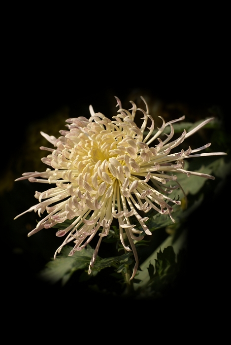 菊花 摄影 银色黄金