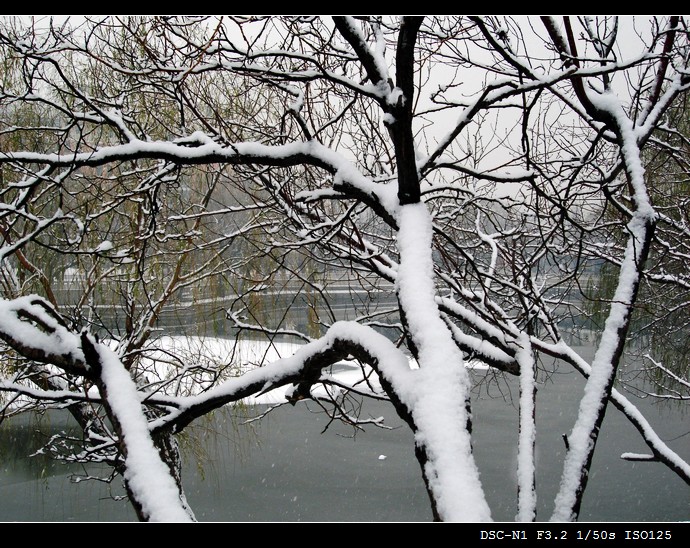 初雪 摄影 浪漫罗丹