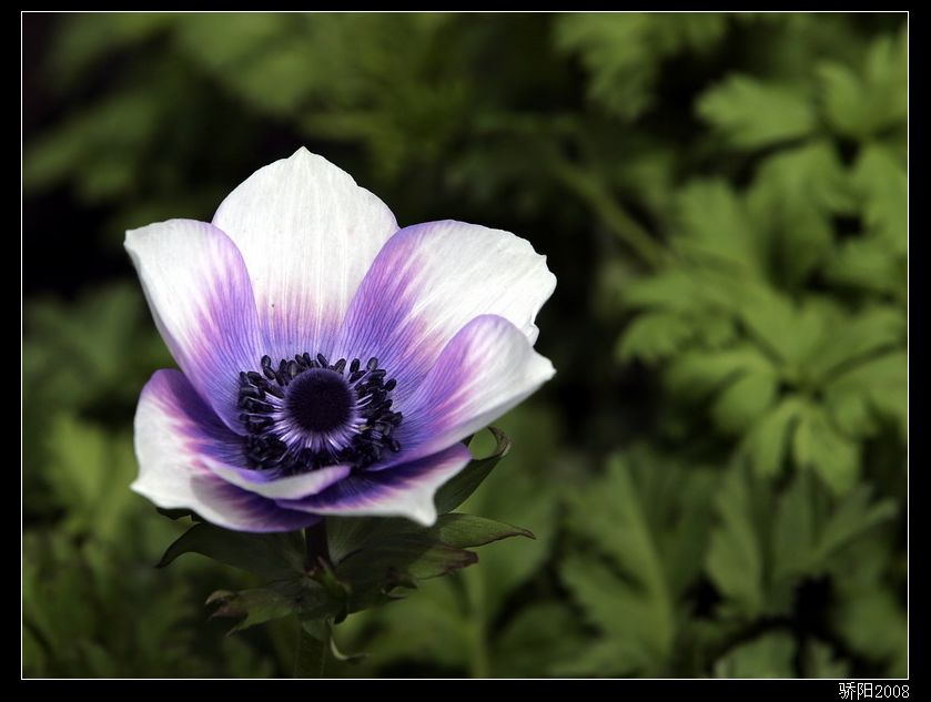 《那些花儿》 之 紫花 摄影 红日骄阳