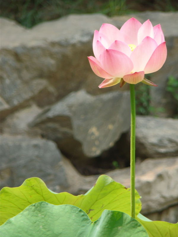 出水芙蓉 摄影 芭蕾虎