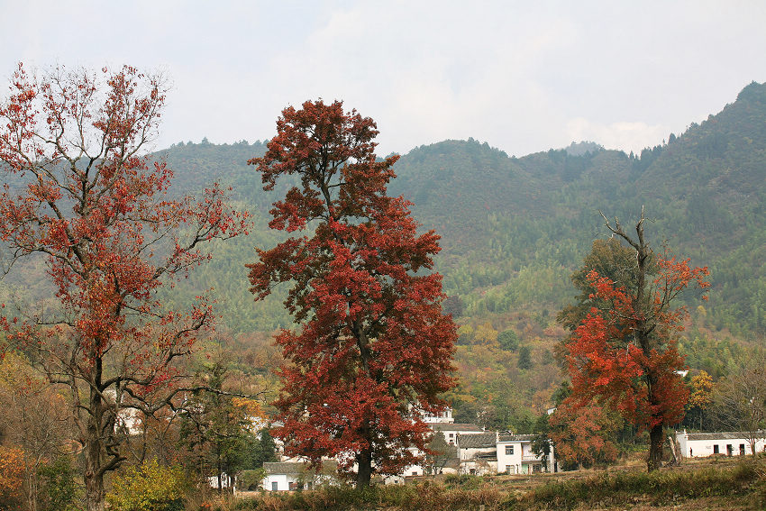 画里乡村（六） 摄影 二维空间