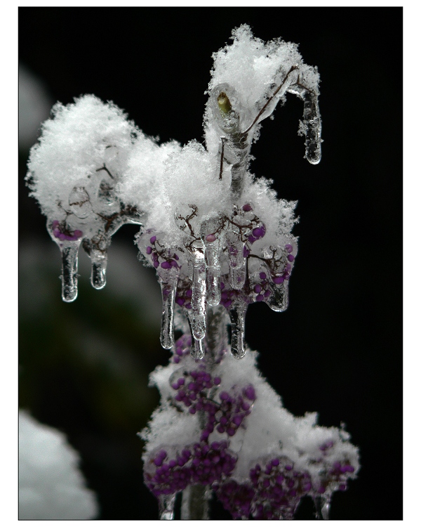 雪绒花 摄影 烂柯山