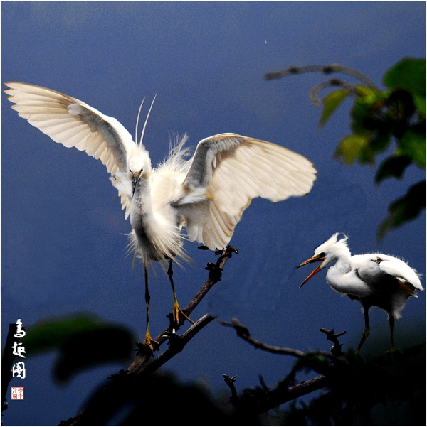 能歌善舞 摄影 云中人家