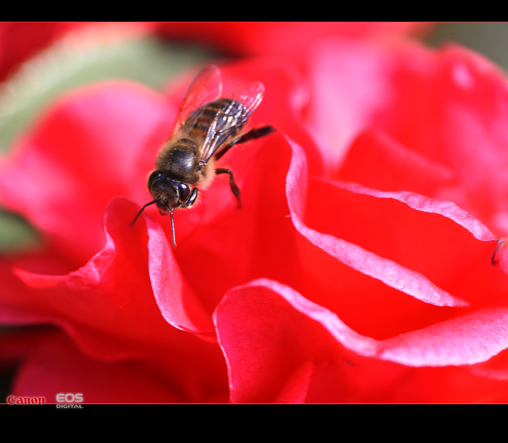 蜂花 摄影 蜂影