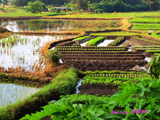 田野 摄影 石榴红