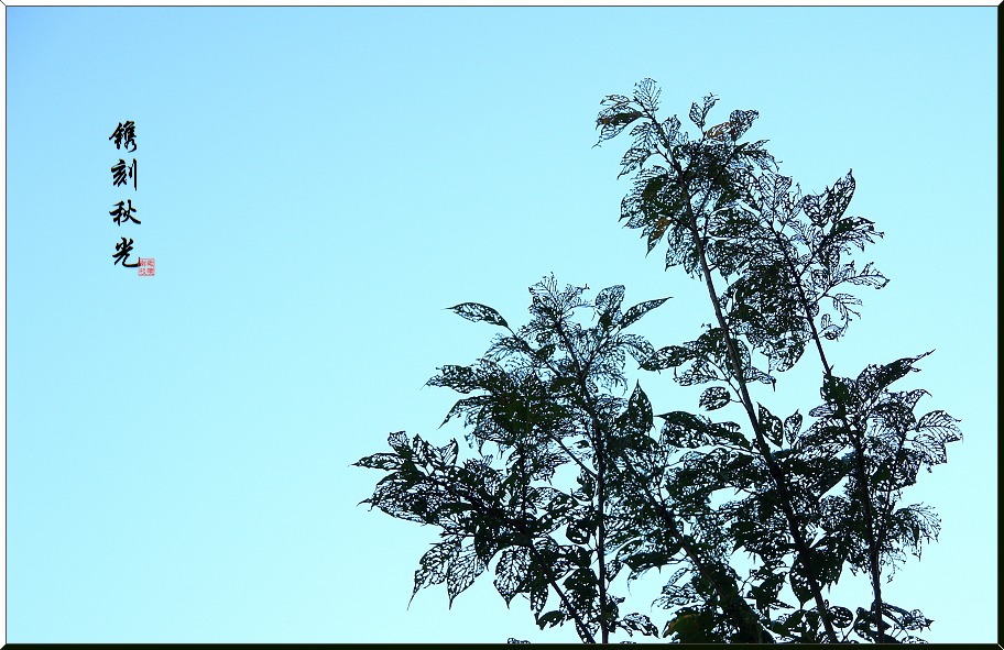 虫虫剪纸——镌刻秋光 摄影 橄榄树枝