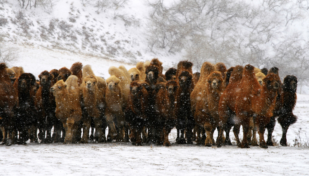 乌珠穆沁雪中骆驼 摄影 锡林河