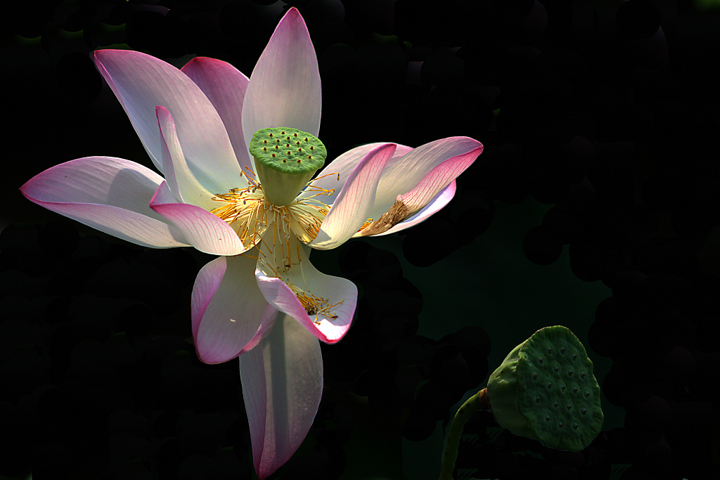 花开、花落 摄影 骑着蚊子飞