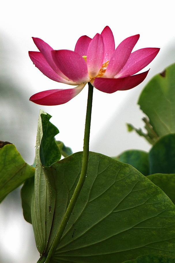 08荷花（15） 摄影 laogao-1908