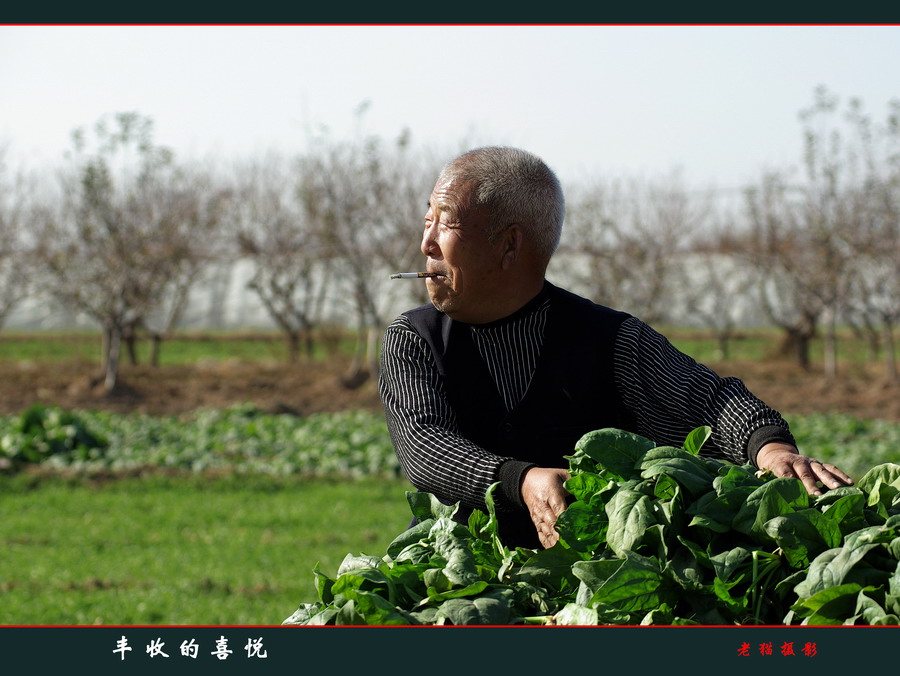 丰收的喜悦 摄影 三原老猫