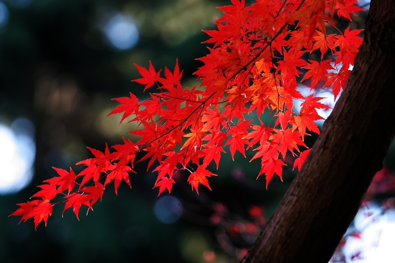 枫叶红 摄影 青岛老鹰