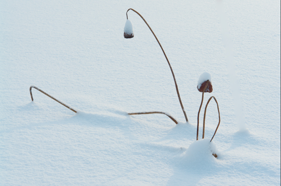 风雪兼程 摄影 一介布衣-226