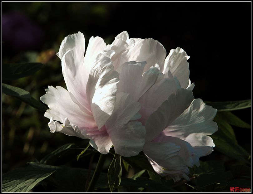 《那些花儿》 之 盛放的白牡丹 摄影 红日骄阳