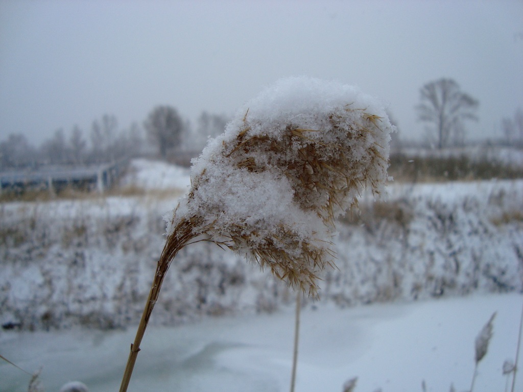 第一场雪——3 摄影 心灵翱翔