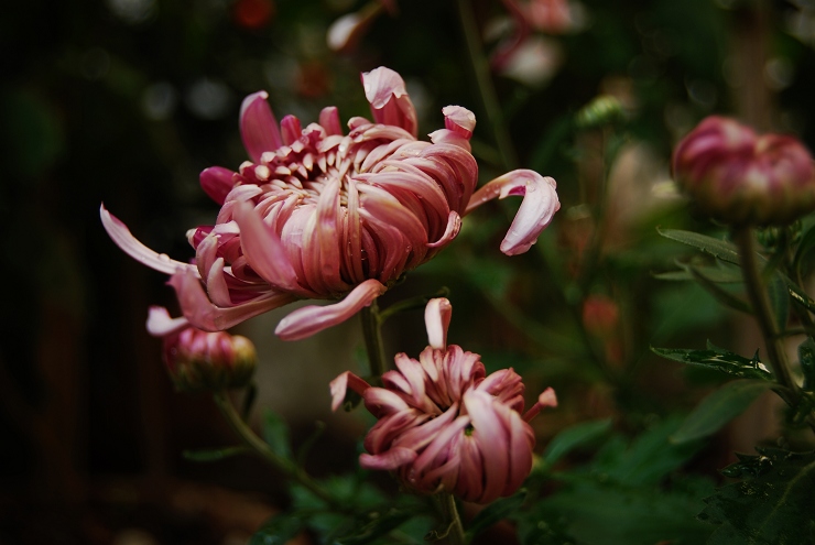 菊花 摄影 云山西河