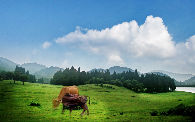 高山牧场 摄影 慈航