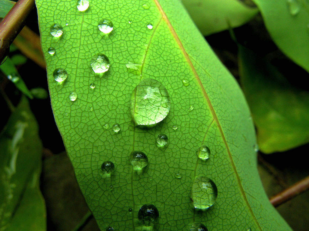 树叶与水滴 摄影 逍遥山水间