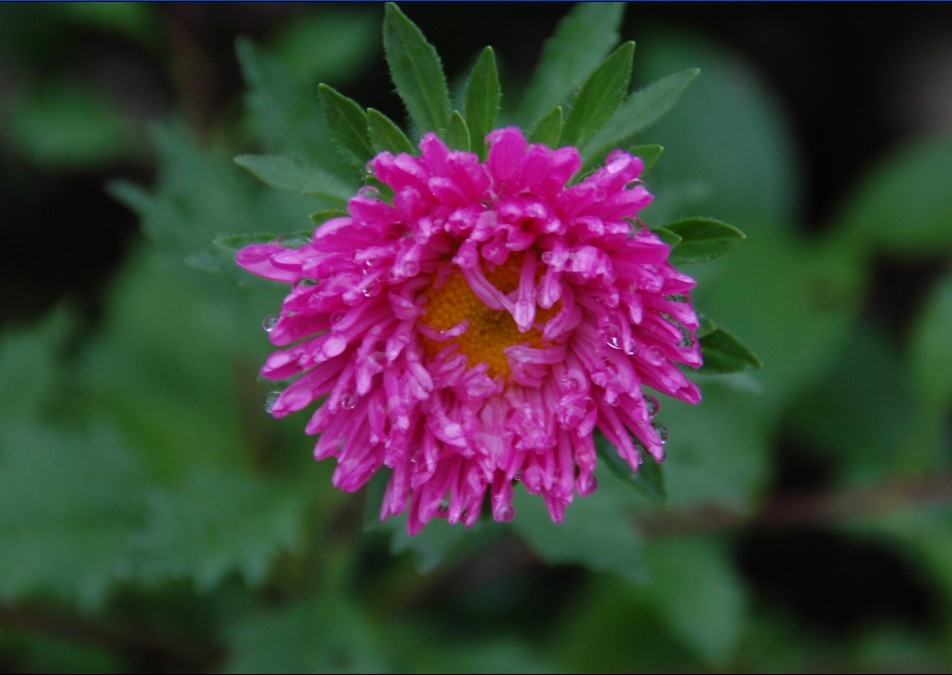 菊花 摄影 于搏