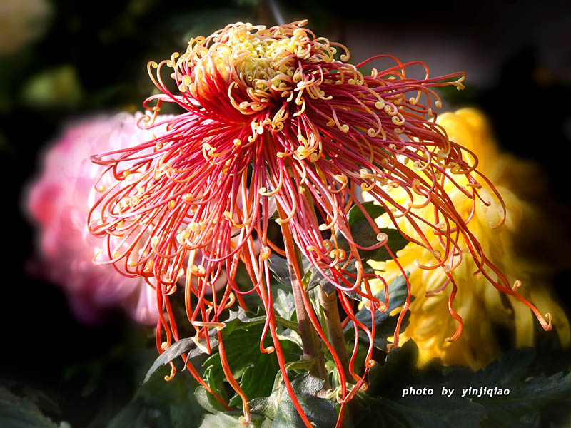 菊花傲挺百花休 摄影 yinjiqiao