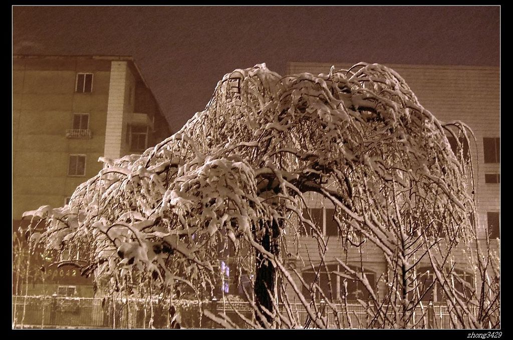 2008-雪 摄影 鱼钩