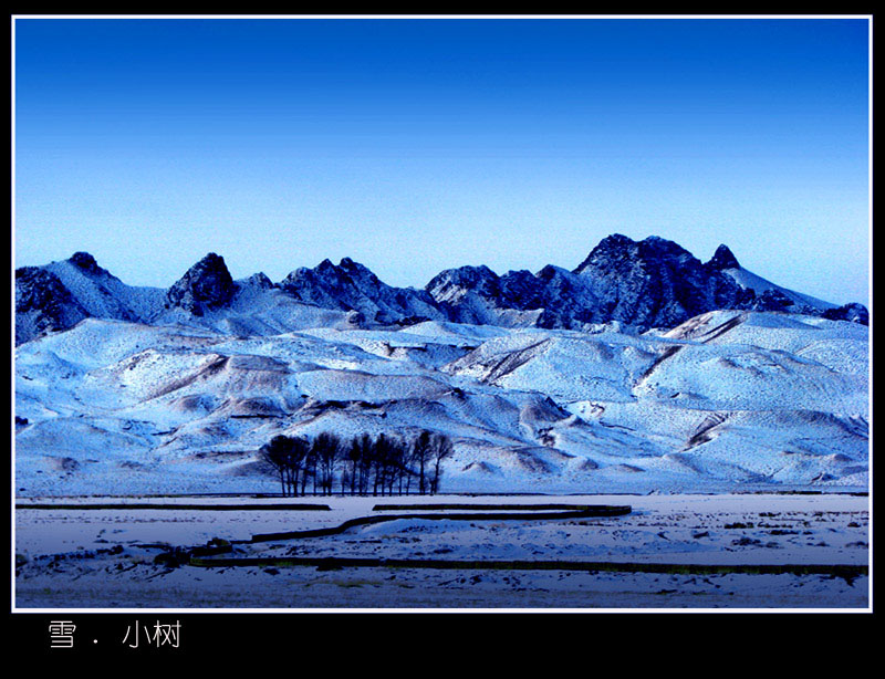 雪.小树 摄影 青石半岛