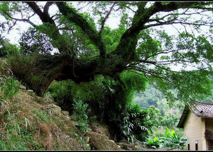 根深叶茂 摄影 山云海月