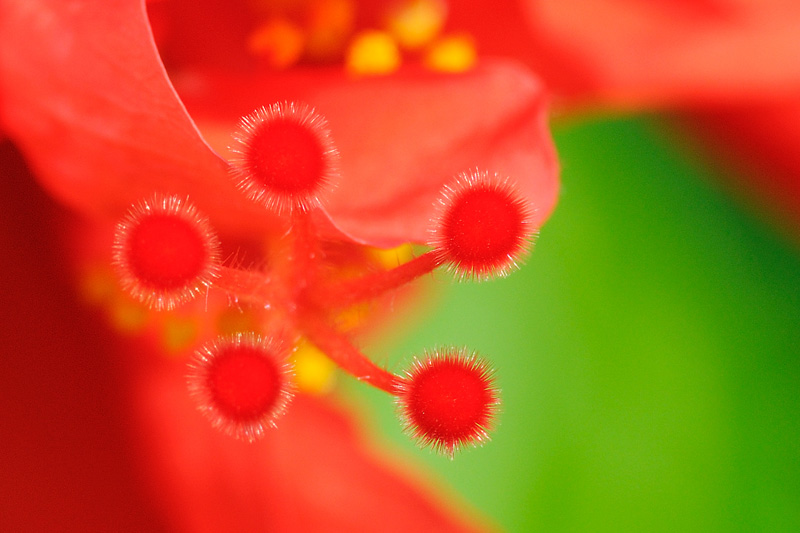 妙笔生花 摄影 光影重重