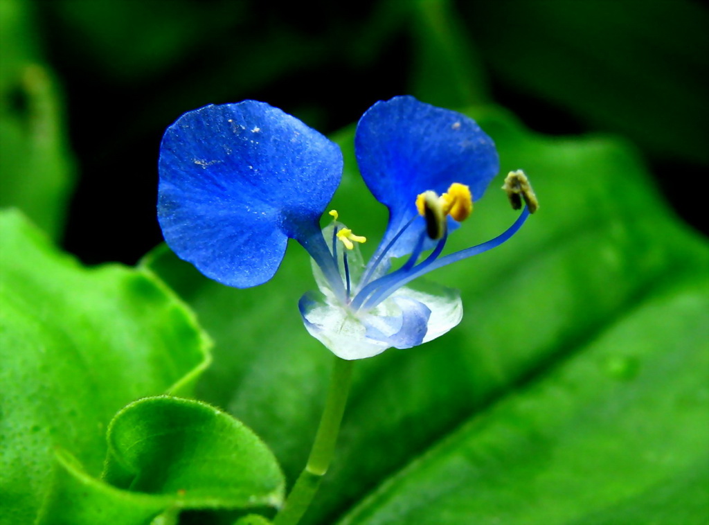 蓝精灵 摄影 菱湖夜月