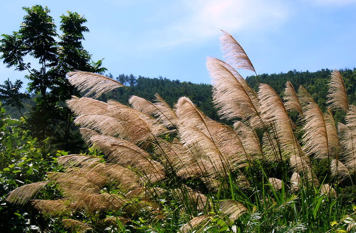 疾风知劲草 摄影 山云海月