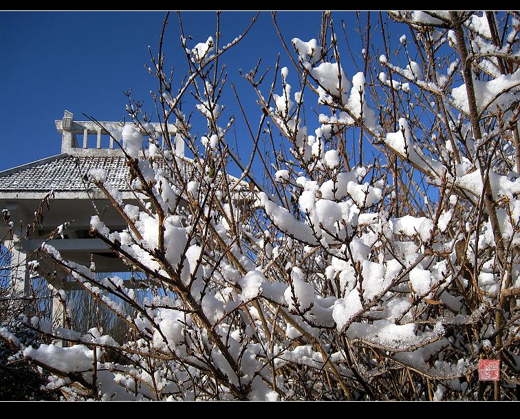 雪后 摄影 走马观花