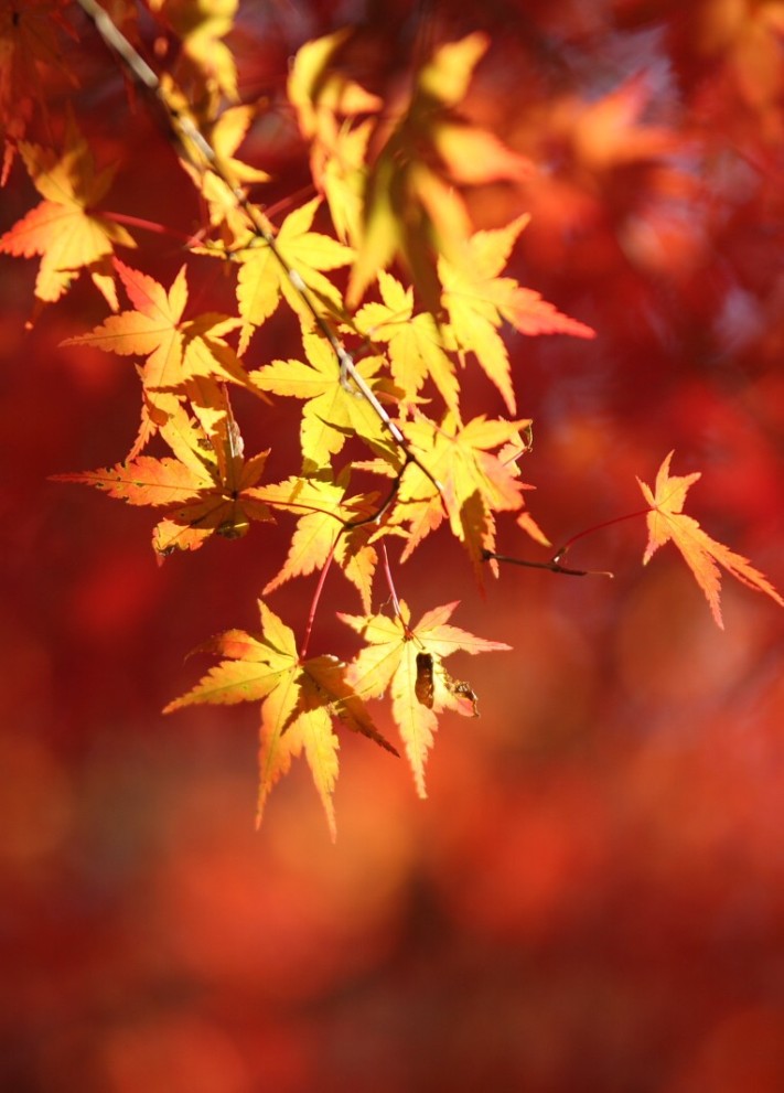 枫叶似火 摄影 无名小花