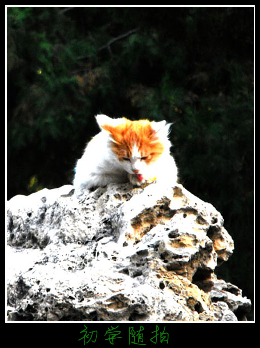 故宫后花园里的小花猫 摄影 光即是色