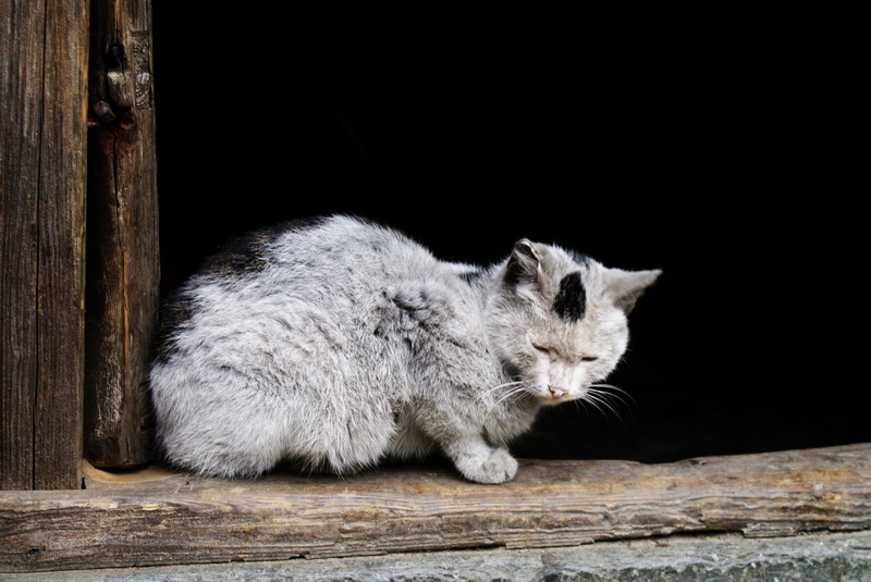 慵懒的小猫 摄影 拍着玩