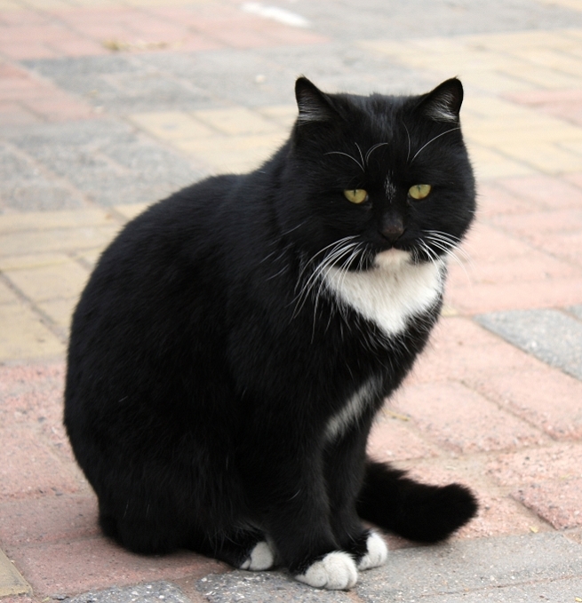 黑猫警长 摄影 锦绣江山