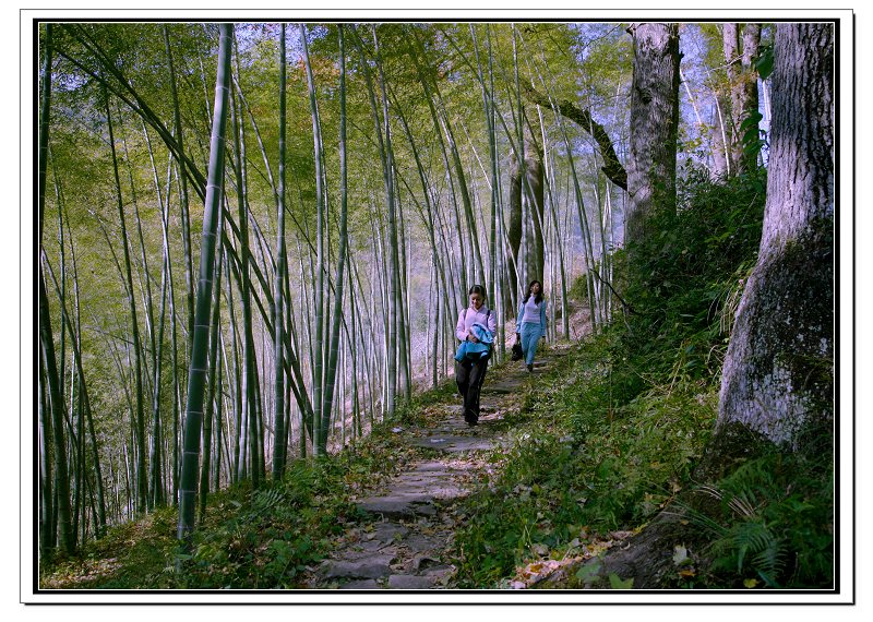 竹林小道 摄影 多米扫