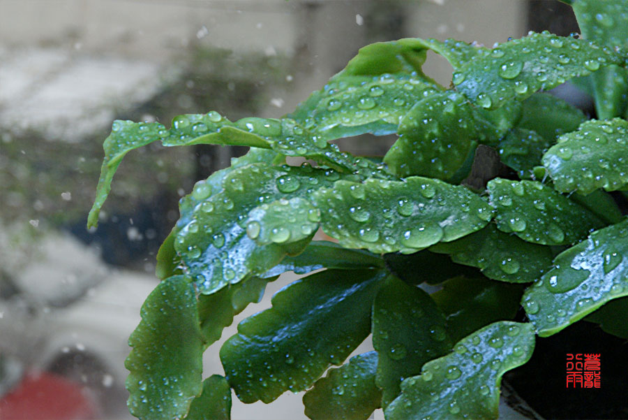 相得益彰 摄影 苍龙行雨