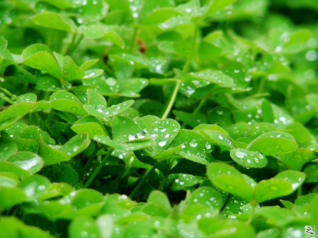 雨后草 摄影 绿色自然