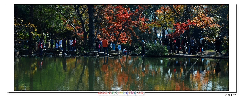 夏色秋枫 摄影 百叶