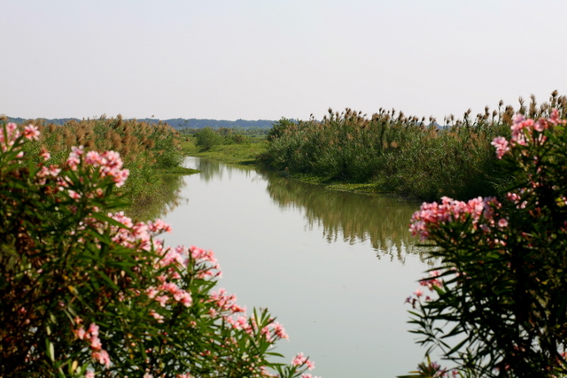 南沙湿地 摄影 sunyhl