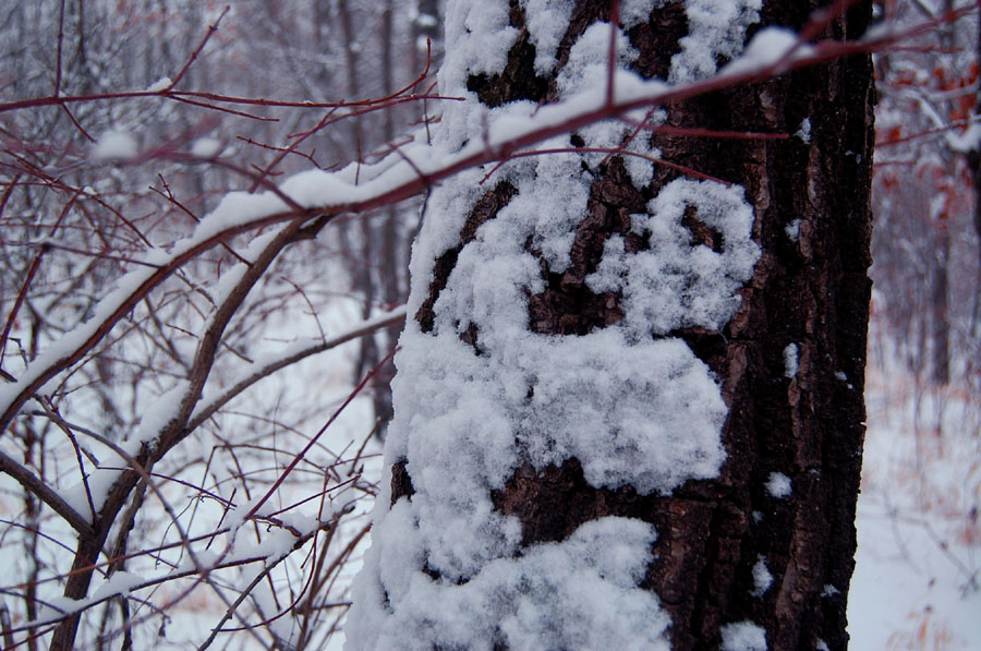 雪痕 摄影 巴虎邨人