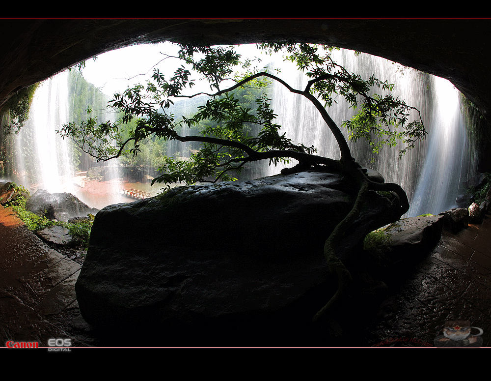 盆景 摄影 我寻欢