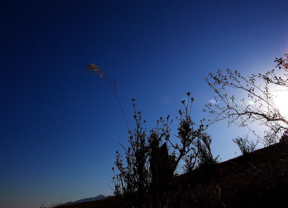 晨草 摄影 土土人